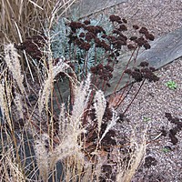 Seed sowing for summer