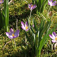 Crocus this morning