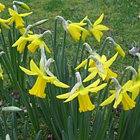 Snowdrops - do we split and re-plant 'in the green'?