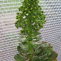 My aeonium has flowered