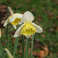 Have a look at these gorgeous daffodils at 'Charnwood' today