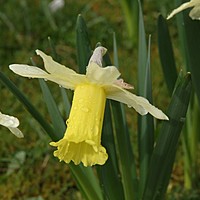 Have a look at these gorgeous daffodils at 'Charnwood' today