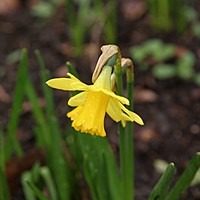 Have a look at these gorgeous daffodils at 'Charnwood' today