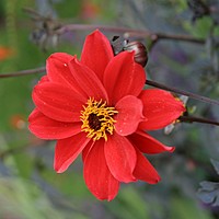 Getting your dahlias going