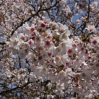 Beetles and cherry trees