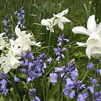 Thalia daffodils under the weeping pears