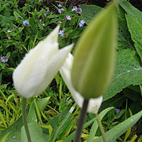 Tulips are fab
