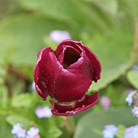 Tulips are fab