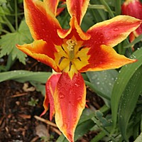 Tulips are fab
