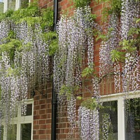 Wisterias looking good at Charnwood