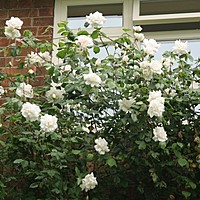 Roses out now - 3 of the best