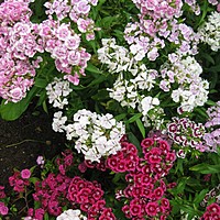Self seeders - friend or foe?
