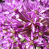Self seeders - friend or foe?