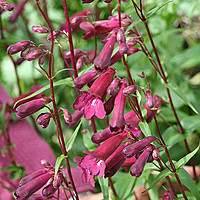 Taking cuttings and details of study day at Charnwood 7 July