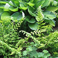 Good colour combinations 3: using foliage creatively in your borders