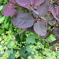 Good colour combinations 3: using foliage creatively in your borders