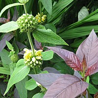 Good colour combinations 3: using foliage creatively in your borders