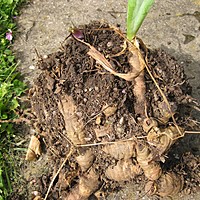 The tme to tackle those congested Iris is NOW!