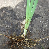 The tme to tackle those congested Iris is NOW!