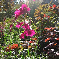 Autumn colour at Charnwood